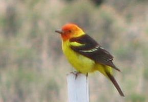 Western Tanager